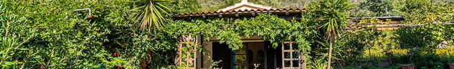 Ginestra